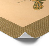 Skeletspieren Anatomie Vintage Poster (Hoek)