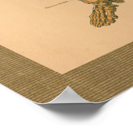 Skeletspieren Anatomie Vintage Poster (Hoek)