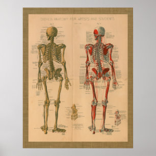 Skeletspieren Anatomie Vintage Poster