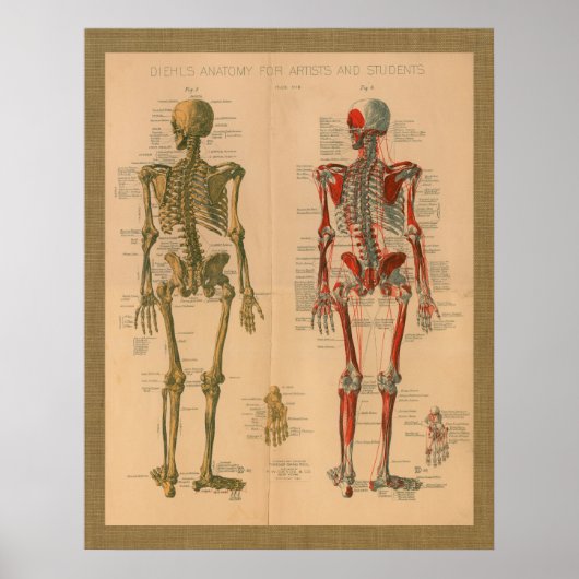 Skeletspieren Anatomie Vintage Poster (Voorkant)