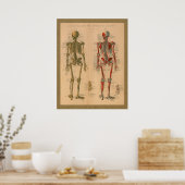 Skeletspieren Anatomie Vintage Poster (Keuken)