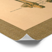 Skeletspieren Anatomie Vintage Poster (Hoek)