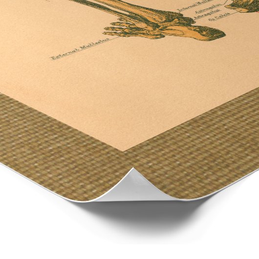 Skeletspieren Anatomie Vintage Poster (Hoek)