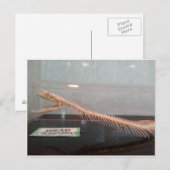 Skeletspieren Briefkaart (Voorkant / Achterkant)