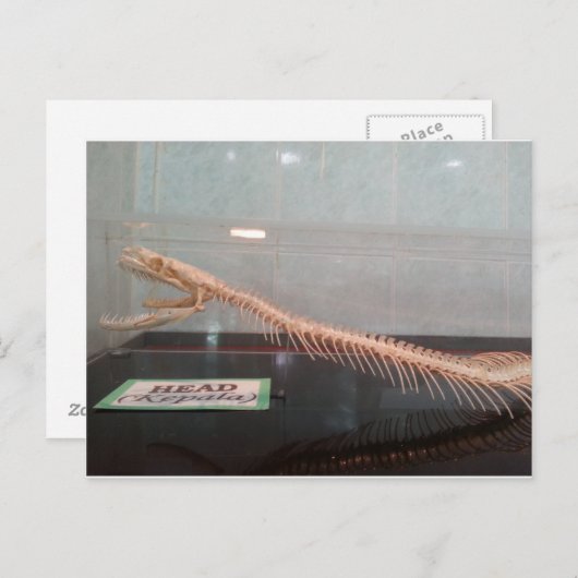 Skeletspieren Briefkaart (Voorkant / Achterkant)