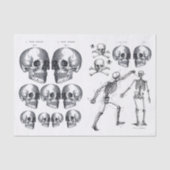 Skeletspieren Schilder in Botten Ontvlekken Verzam Tissuepapier (Voorkant)