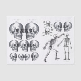 Skeletspieren Schilder in Botten Ontvlekken Verzam Tissuepapier