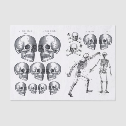 Skeletspieren Schilder in Botten Ontvlekken Verzam Tissuepapier (Voorkant)