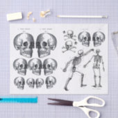 Skeletspieren Schilder in Botten Ontvlekken Verzam Tissuepapier (Craft)