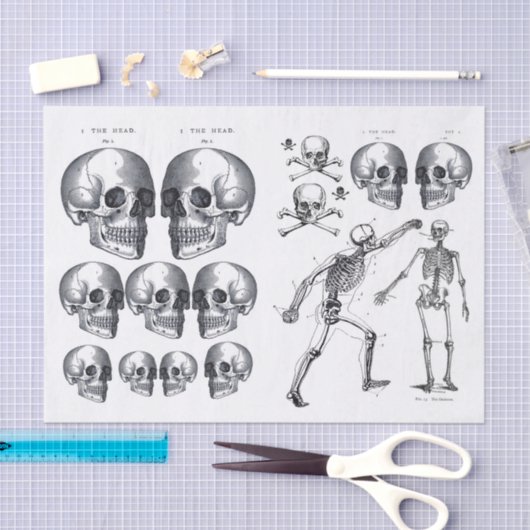 Skeletspieren Schilder in Botten Ontvlekken Verzam Tissuepapier (Craft)