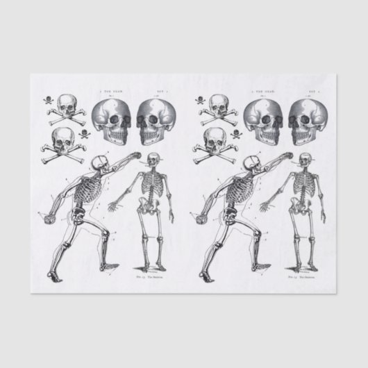 Skeletspieren Schilder in Botten Ontvlekken Verzam Tissuepapier (Voorkant)