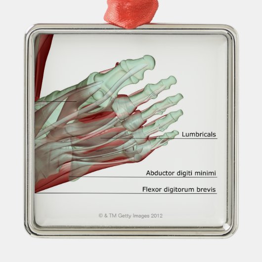 Skeletspieren van de voet metalen ornament (Voorkant)