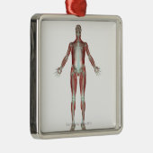 Skeletspierstelsel- en bindweefselaandoeningen metalen ornament (Rechts)