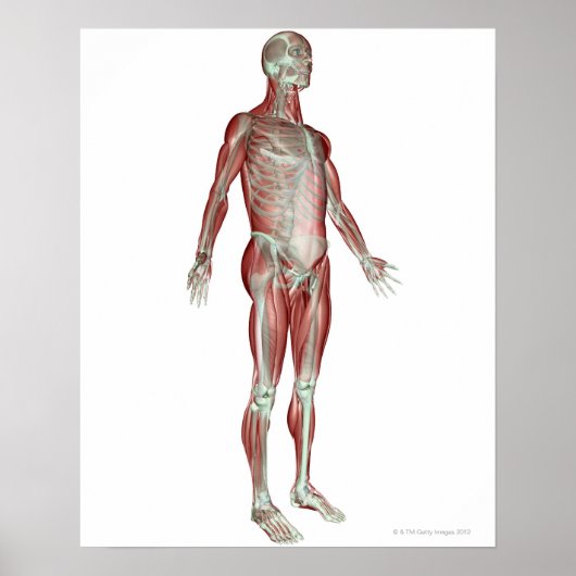 Skeletspierstelsel- en bindweefselaandoeningen poster (Voorkant)