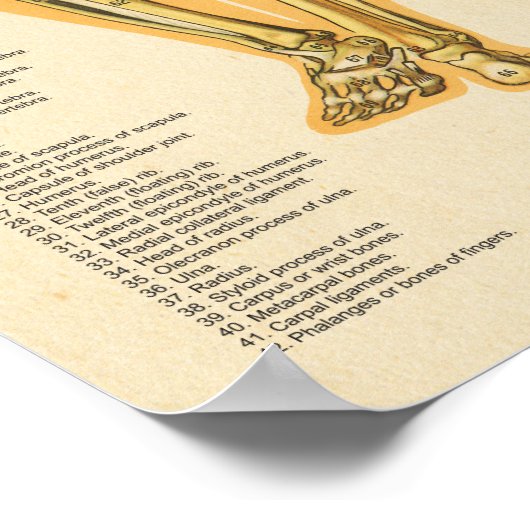 Skeletspierstelsel- en bindweefselaandoeningen Ske Poster (Hoek)