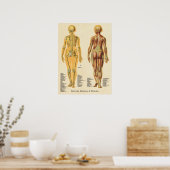 Skeletspierstelsel- en bindweefselaandoeningen Ske Poster (Keuken)