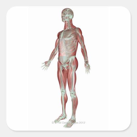 Skeletspierstelsel- en bindweefselaandoeningen vierkante sticker (Voorkant)