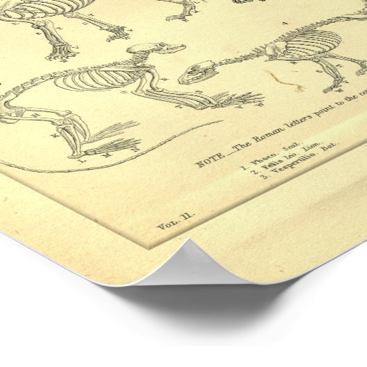  Skeletten afdrukken Poster (Hoek)