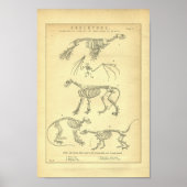  Skeletten afdrukken Poster (Voorkant)