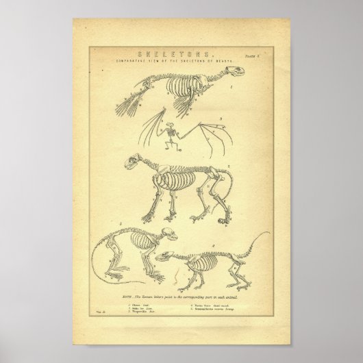  Skeletten afdrukken Poster (Voorkant)