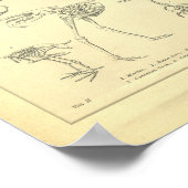  skeletten afdrukken poster (Hoek)