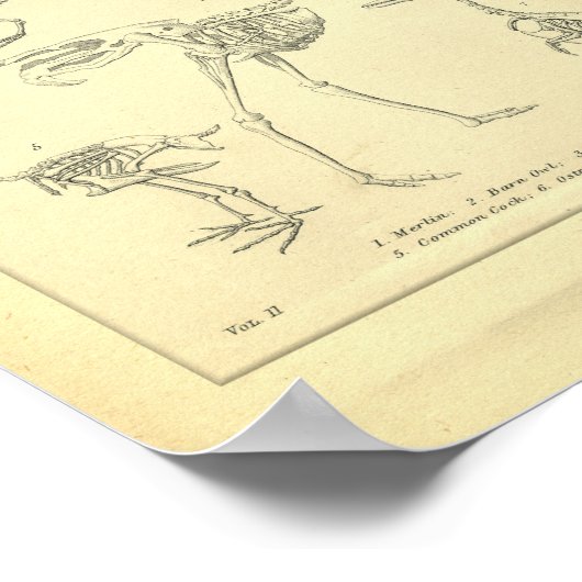  skeletten afdrukken poster (Hoek)