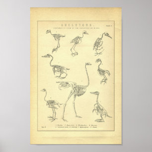  skeletten afdrukken poster