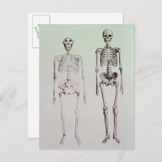 Skeletten van Australopithecus Boisei Briefkaart (Voorkant / Achterkant)