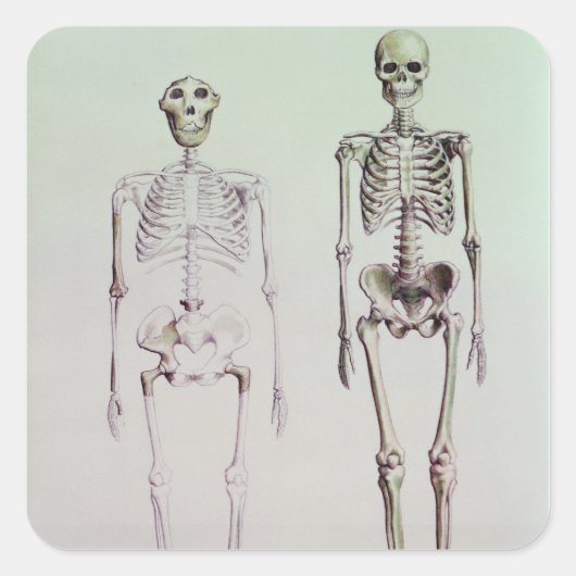 Skeletten van Australopithecus Boisei Vierkante Sticker (Voorkant)