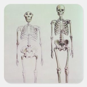 Skeletten van Australopithecus Boisei Vierkante Sticker