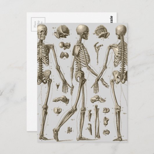 Skeletten van de Brockhaus en Efron Encyclopedia Briefkaart (Voorkant / Achterkant)