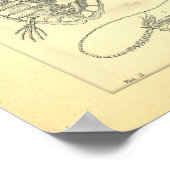 Skeletten van reptielen Schudschildpad Poster (Hoek)