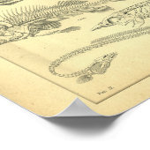  skeletten van vis afdrukken poster (Hoek)