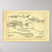 skeletten van vis afdrukken poster (Voorkant)