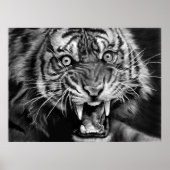 Sketch of a wild tiger in black and whiteblack,whi poster (Voorkant)