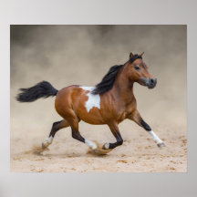 Skewbald Amerikaans miniatuur paard loopt in stof