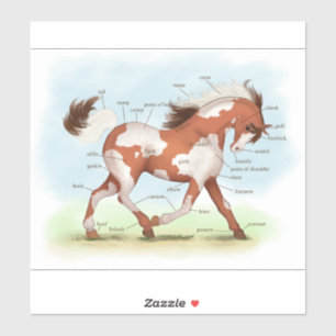Skewbald Paint Pinto Pony Paard Anatomie Grafiek Sticker