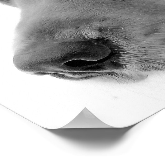 Ski Dog Poster (Hoek)