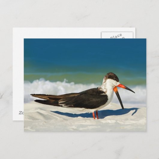 Skimmer Bird at the Beach Briefkaart (Voorkant / Achterkant)