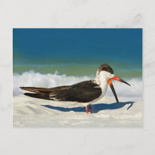 Skimmer Bird at the Beach Briefkaart