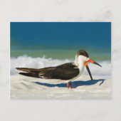 Skimmer Bird at the Beach Briefkaart (Voorkant)