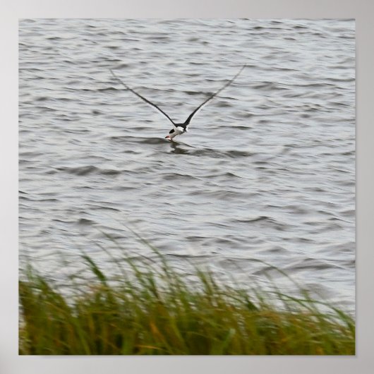 Skimmer Bird Photo Poster (Voorkant)