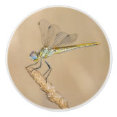 Skimmer Dragonfly Insect Vrouw (CC BY 4.0) Keramische Knop (Voorkant)