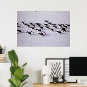 Skimmer-koppel Poster (Thuiskantoor)