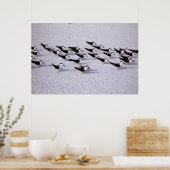 Skimmer-koppel Poster (Keuken)
