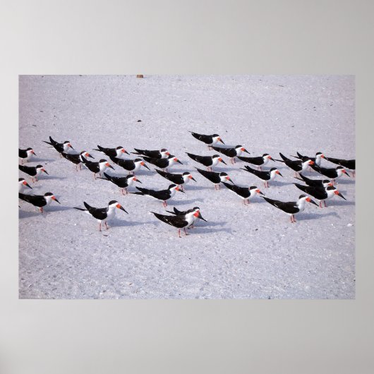 Skimmer-koppel Poster (Voorkant)