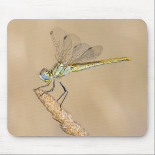 Skimmer Libel Insect Vrouw (CC BY 4.0) Muismat