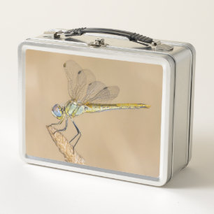 Skimmer Libel Insect Vrouwelijk (CC BY 4.0)