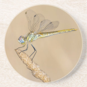 Skimmer Libel Insect Vrouwelijk (CC BY 4.0) Coaste Zandsteen Onderzetter