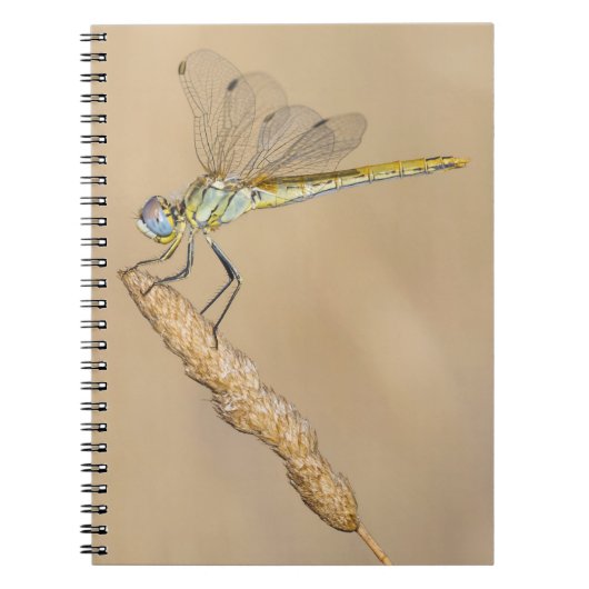 Skimmer Libel Insect Vrouwelijk (CC BY 4.0) Notebo Notitieboek (Voorkant)